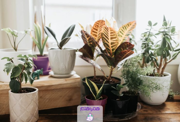 گیاهان-آپارتمانی